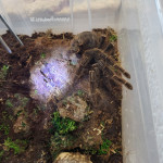 DRUGI LOKALNY FESTYN NA KRUCZEJ „POZNAJMY SIĘ”_190