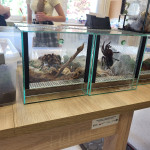 DRUGI LOKALNY FESTYN NA KRUCZEJ „POZNAJMY SIĘ”_179