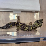 DRUGI LOKALNY FESTYN NA KRUCZEJ „POZNAJMY SIĘ”_171