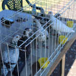 „Lokalny festyn na Kruczej- Poznajmy się!” w skrócie_132